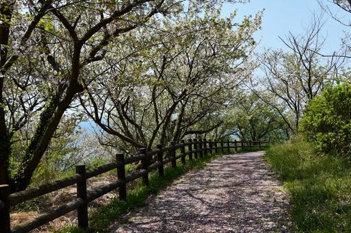 花びらが散り積もった桜の並木道の写真