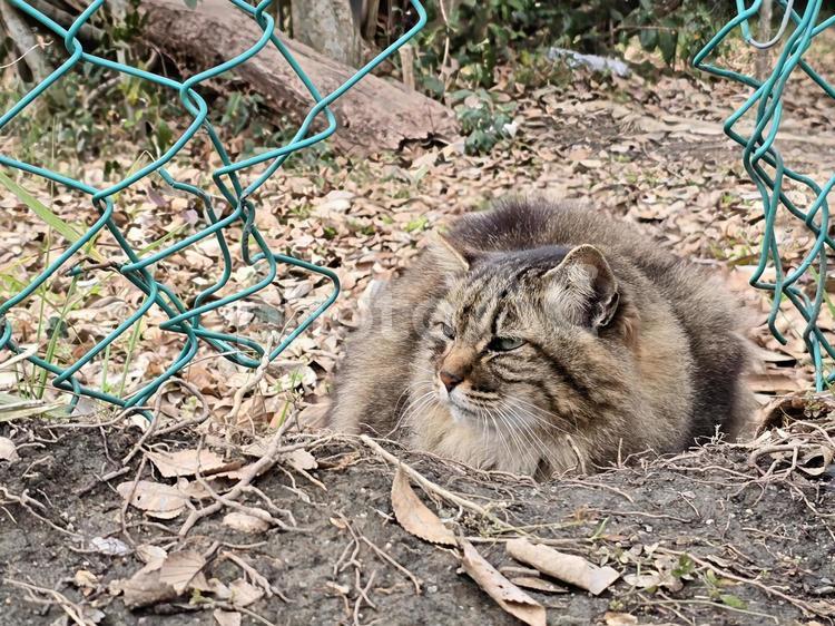 自然の中の地域猫 猫,ネコ,地域猫の写真素材