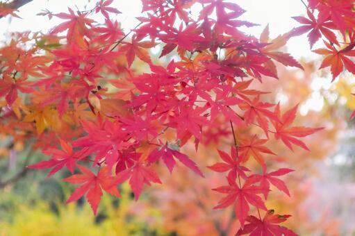 紅葉 紅葉の写真