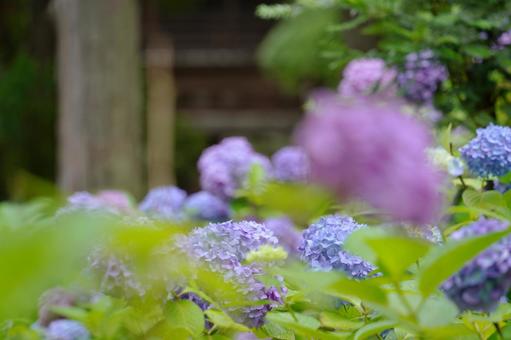 紫陽花 紫陽花の写真