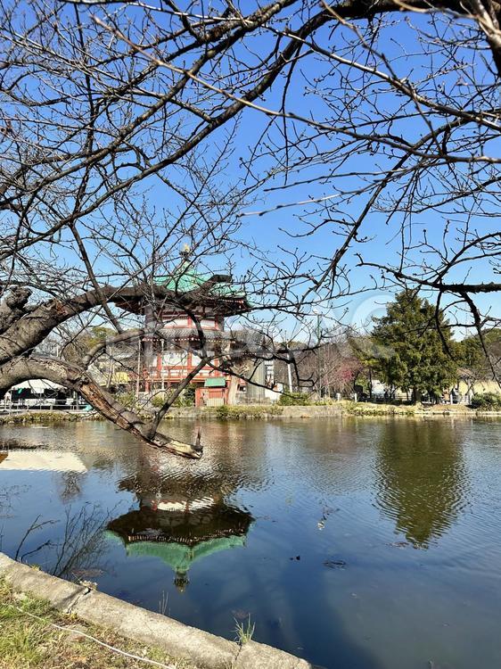 上野恩賜公園　冬の公園　冬の不忍池 風景,冬の公園,上野恩賜公園の写真素材