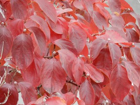 【風景写真】晩秋の風景 紅葉,葉っぱ,晩秋の写真素材