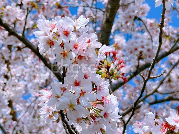 鮮やかな桜のイメージ サクラ,桜,春の写真素材