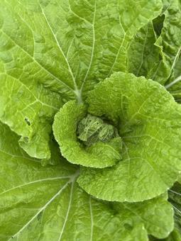 市民農園の白菜の結球の始まり 白菜,結球,秋の写真素材