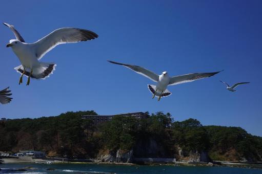 海ねこ カモメ,鳥,かもめの写真素材