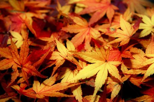 Fallen autumn leaves, JPG Fallen autumn leaves, JPG