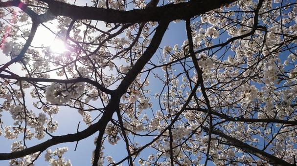桜 太陽 桜 太陽の写真