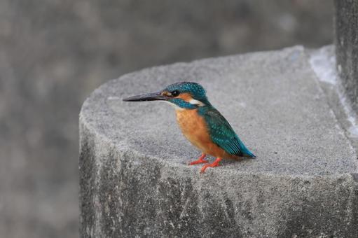 カワセミ カワセミの写真
