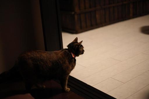 何かをみる猫 ねこ,猫,ネコの写真素材