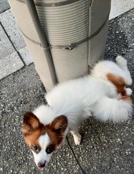 犬のおしっこの仕方 オス 犬のおしっこの仕方 オスの写真