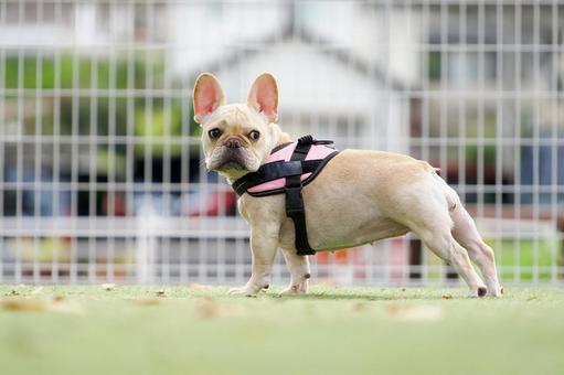 ドッグランのフレンチブルドッグ 犬,フレンチブルドッグ,フレブルの写真素材