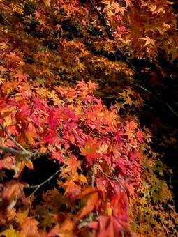 autumn leaves, JPG autumn leaves, JPG
