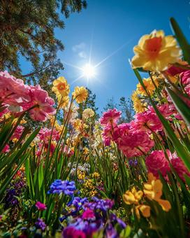 鮮やかな色彩の草花 鮮やかな色彩の草花の写真