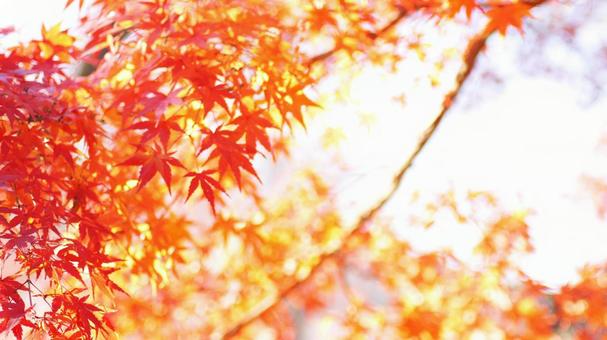 紅葉-1039 モミジ,紅葉,赤の写真素材