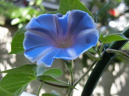 朝顔 朝顔 朝顔,夏,夏の風物詩の写真素材