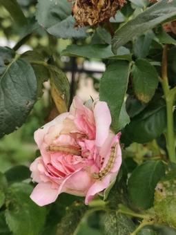 Photo, rose, pest, caterpillar, 