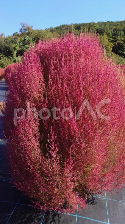 志摩市観光農園の丸々とした紅葉のコキア コキア,赤色,秋の写真素材