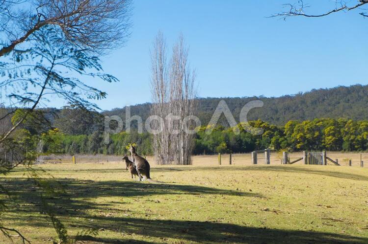 自然の中の野生の親子カンガルー カンガルー,野生,野生のカンガルーの写真素材