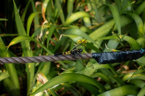 オオシオカラトンボ オオシオカラトンボ,トンボ,昆虫の写真素材