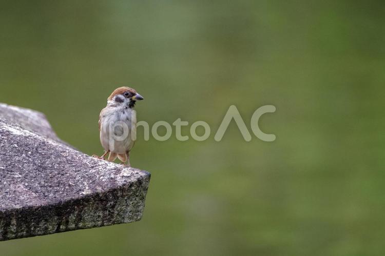 すずめがとまる すずめ,鳥,野鳥の写真素材