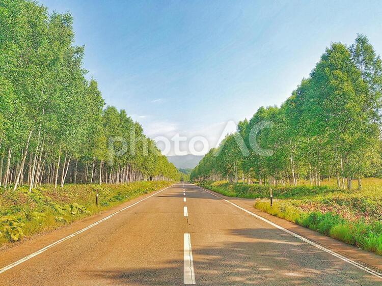 白樺の並木道 北海道ツーリング,道,ツーリングの写真素材