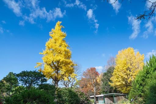 秋の気配・青空に映える黄色のイチョウ 秋の気配・青空に映える黄色のイチョウ 紅葉,イチョウ,紅葉狩りの写真素材