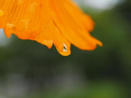 花に滴り落ちる雫の写真