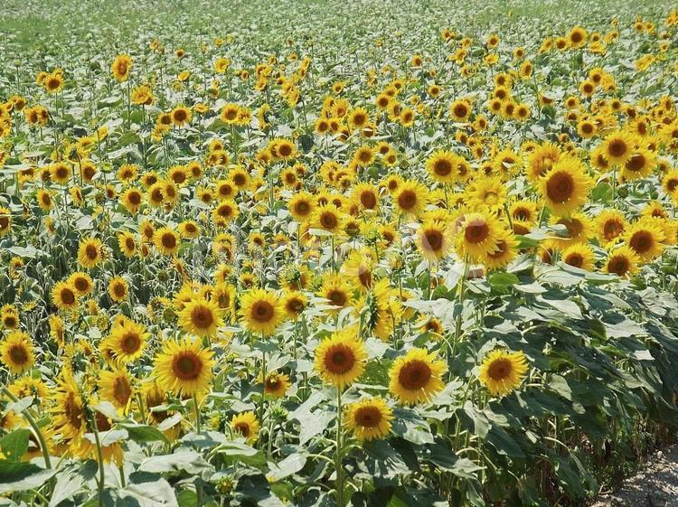 【花の写真】ひまわり畑 ヒマワリ,向日葵,植物の写真素材