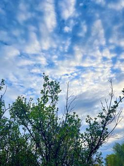 鱗雲に伸びる新緑の木 鱗雲に伸びる新緑の木の写真