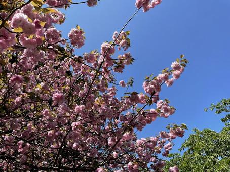 八重桜 八重桜の写真