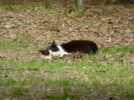 自然公園の草原で居眠りする白黒猫 自然公園の草原で居眠りする白黒猫の写真