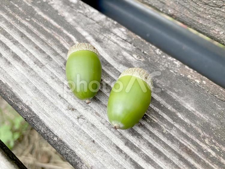 秋　まだ緑色をしたどんぐり ドングリ,どんぐり,転がるの写真素材