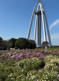 コスモス畑とツインタワー138 コスモス,コスモス畑,花壇の写真素材