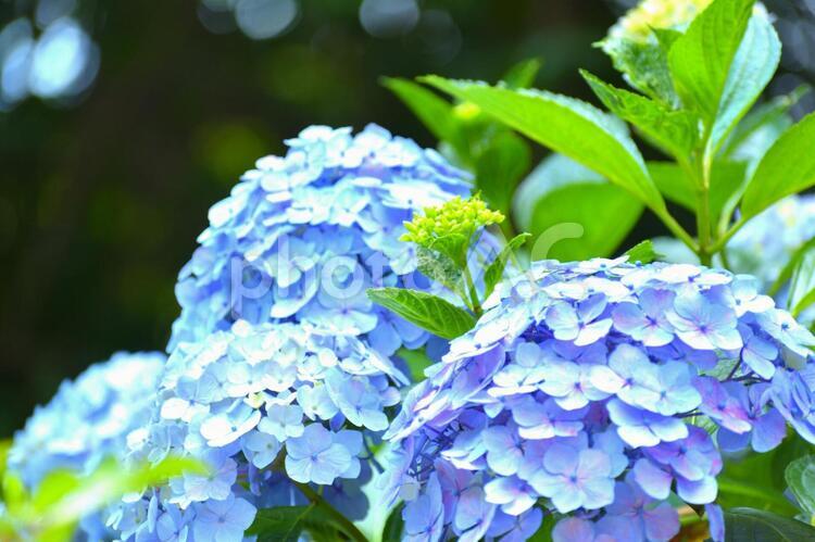 紫陽花（アジサイ）　美しい花 アジサイ,紫陽花,あじさいの写真素材