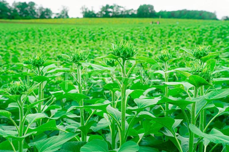 満開になる前のひまわり畑 ひまわり,ヒマワリ,ひまわり畑の写真素材