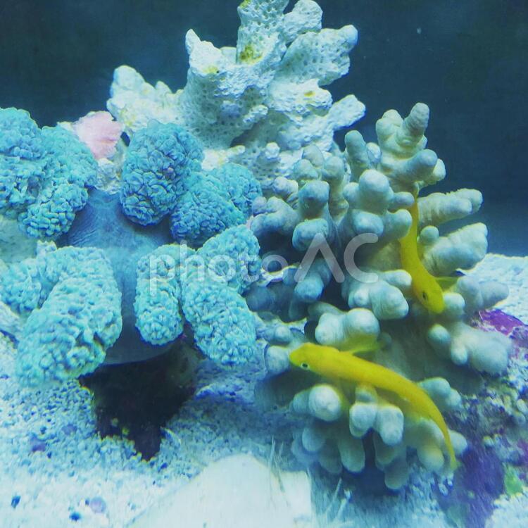 アクアリウム 水中,魚,サンゴの写真素材