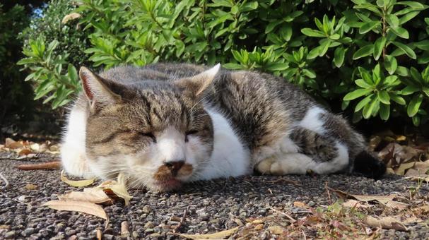 日向ぼっことお昼寝が日課のもふもふな猫様 猫,キジシロ,眠り猫の写真素材