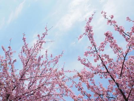 サクラの写真