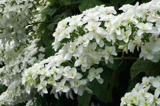 カシワバアジサイの咲く風景 かしわばあじさい・柏葉紫陽花,花木,壁紙の写真素材