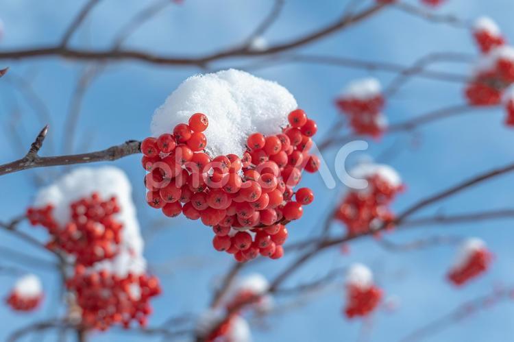 雪を被ったナナカマドの実 ナナカマド,雪,冬の写真素材