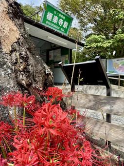 江ノ電極楽寺駅と彼岸花(縦) 江ノ電極楽寺駅と彼岸花(縦) 彼岸花,ヒガンバナ,曼殊沙華の写真素材