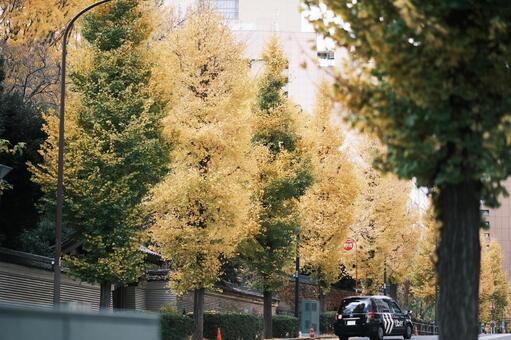 銀杏並木 いちょう,秋,並み木道の写真素材