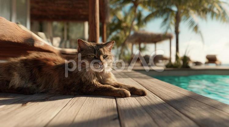 リゾートのプールサイドでくつろぐ長毛猫 猫,リゾート,長毛猫の写真素材