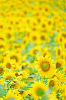夏の北海道 夏の北海道の写真