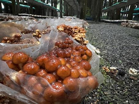 なめこ なめこ なめこ,きのこ,食べ物の写真素材