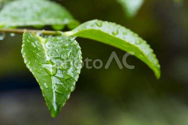 雨上がりの葉　マクロ撮影 葉,葉っぱ,雨水の写真素材
