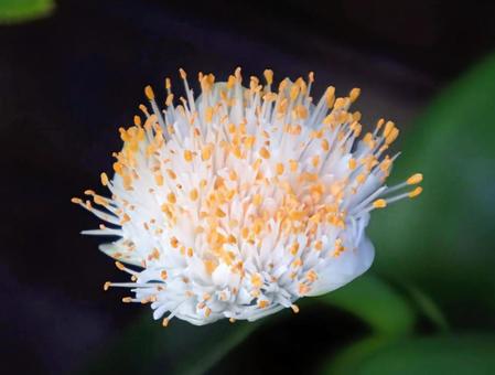 フットボールリリー ハエマンサス,花,flowerの写真素材