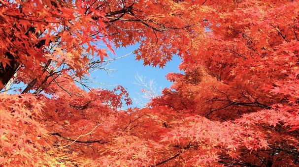 11月河口湖畔の紅葉 紅葉,秋,もみじの写真素材