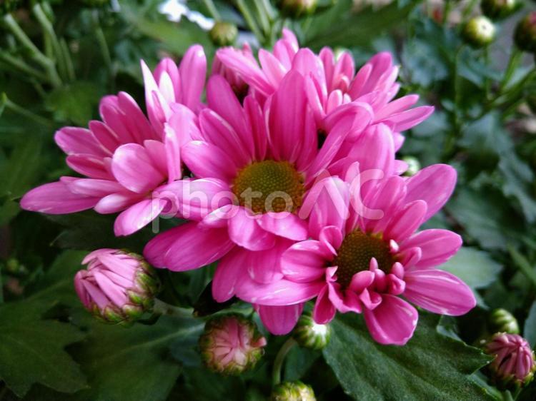 鮮やかなピンクの菊 花,はな,flowerの写真素材