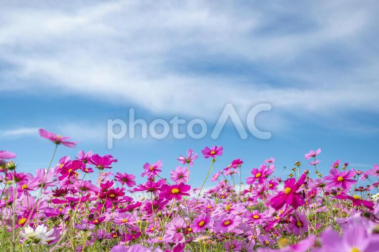 コスモス　秋イメージ コスモス,秋桜,花の写真素材